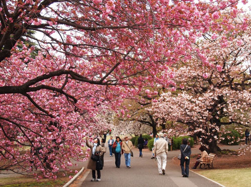 Học tiếng Nhật cơ bản để ghé thăm nước Nhật vào mùa Xuân