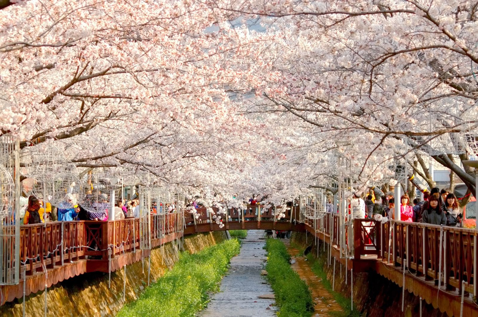 Trau dồi tiếng Nhật và ngắm hoa anh đào tại Nhật Bản